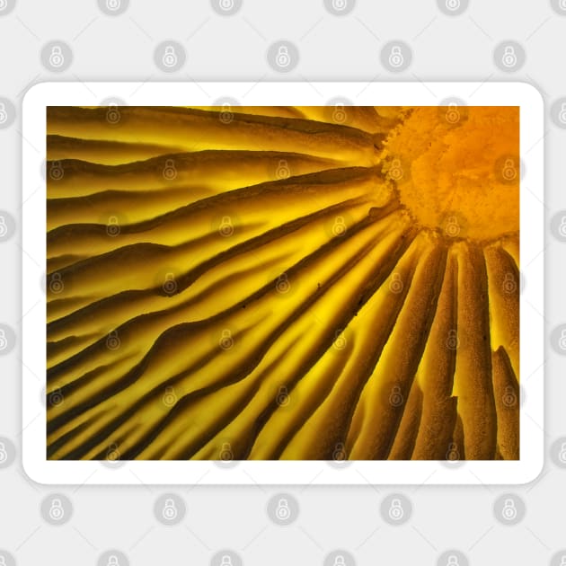 Mushroom gills under the microscope Sticker by SDym Photography